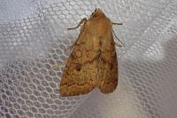 Sunira circellaris