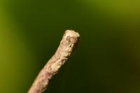 Plagodis pulveraria