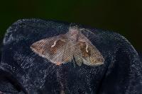 Macdunnoughia confusa