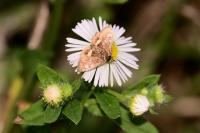 Pyrausta aurata