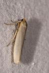 Eilema caniola