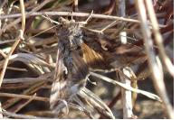 Autographa gamma