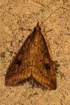 Udea ferrugalis