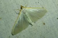 Palpita vitrealis