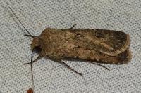 Agrotis segetum