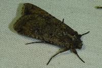 Agrotis segetum