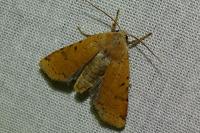 Agrochola lychnidis