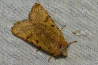 Agrochola lychnidis