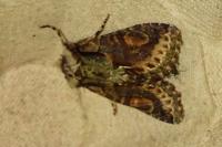 Allophyes oxyacanthae