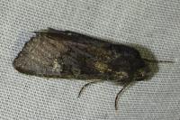 Aporophyla nigra