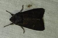 Aporophyla nigra