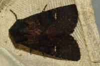 Aporophyla nigra
