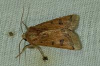 Anchoscelis lunosa