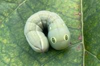Hippotion celerio