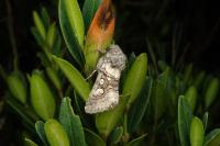 Cleoceris scoriacea