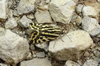 Emmelia trabealis