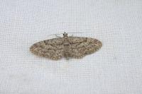 Eupithecia oxycedrata