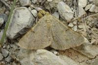 Isturgia miniosaria