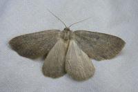 Onychora agaritharia
