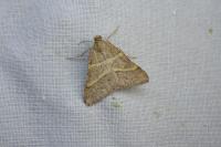 Perigune narbonea