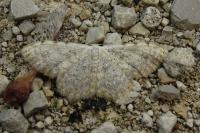 Scopula submutata roseonitens