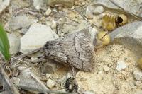 Trichiura crataegi
