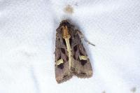 Trigonophora flammea
