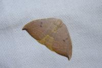 Watsonalla uncinula