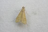 Antigastra catalaunalis