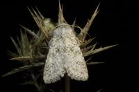 Aporophyla canescens