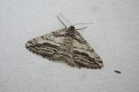 Calamodes occitanaria