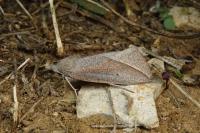 Compsoptera opacaria