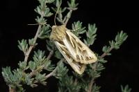 Eucoptocnemis optabilis