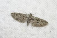 Eupithecia oxycedrata