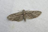 Eupithecia oxycedrata