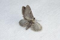 Eupithecia oxycedrata