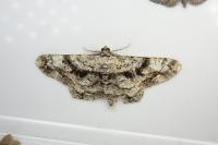 Peribatodes umbraria umbraria