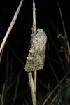 Polymixis flavicincta flavicincta