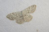 Scopula marginepunctata