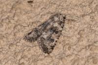 Bryophila domestica