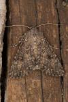 Anarta trifolii