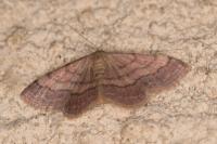 Scopula rubiginata
