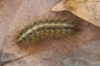 Phragmatobia fuliginosa