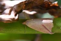 Rhodometra sacraria