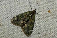 Chloroclysta siterata
