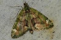 Chloroclysta siterata