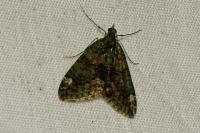 Chloroclysta siterata