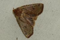 Conistra erythrocephala