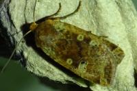 Conistra erythrocephala