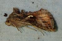 Autographa gamma